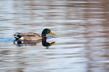 Mallard