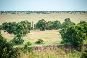 Fototapeta na wymiar Group of wild giraffes in Africa