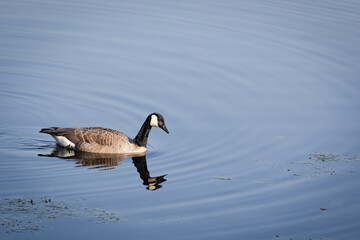 canada goose