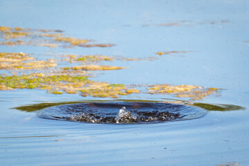 Hole in the water