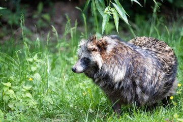 Racoon dog