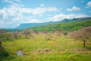 Fototapeta na wymiar Group of wild giraffes in Africa