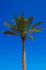 palm tree growing against the blue sky