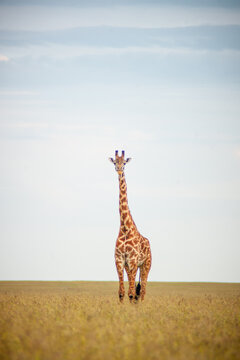 One wild giraffe in National park in Africa
