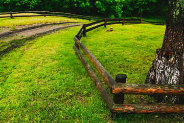 A country road fenced with a wooden fence on both sides leading to a green forest, the foreground of a tree trunk and a clearing.