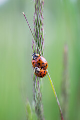 Ladybug