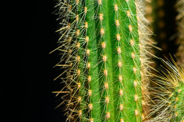 An unusual and very large green cactus on a black background in a restrained tone. Growing cacti at home. Cactus needles, close-up.