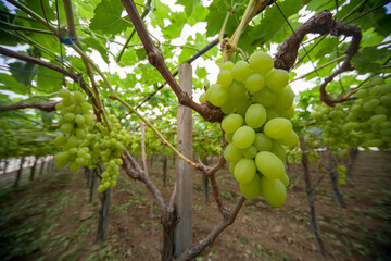 Bunches of White Grapes in the Vineyard