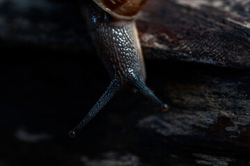 Closeup shot of isolated tropical snail tentacles with dark background showing texture. Selective focus. Tentacles function as navigator and environmental smell.