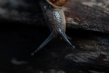 Closeup shot of isolated tropical snail tentacles with dark background showing texture. Selective focus. Tentacles function as navigator and environmental smell.