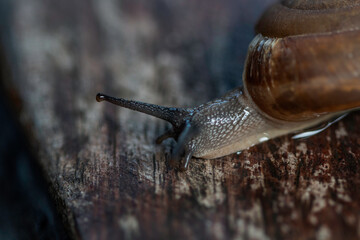 Closeup shot of isolated tropical snail tentacles with dark background showing texture. Selective focus. Tentacles function as navigator and environmental smell.