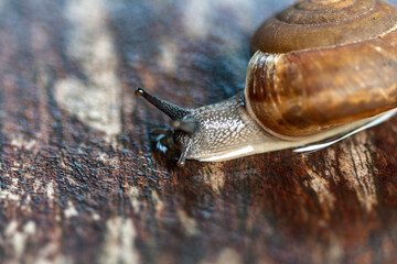 Closeup shot of isolated tropical snail tentacles with dark background showing texture. Selective focus. Tentacles function as navigator and environmental smell.