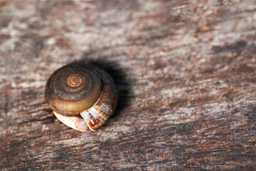 Closeup shot of land snail moving on wooden surface in a moisture garden. Brown mollusk is used for medical purpose. Slime from terrestrial snail provides matter for collagen