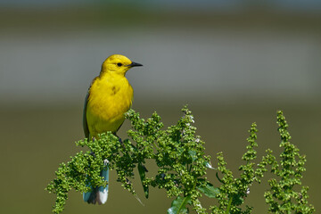 Bird - Citrine Wagtail (Motacilla citreola ) sitting on a branch of a bush sunny summer morning. Close-up.