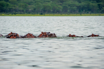 Hippos in the lake