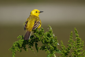 Bird - Citrine Wagtail (Motacilla citreola ) sitting on a branch of a bush sunny summer morning. Close-up.