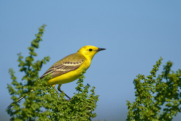Bird - Citrine Wagtail (Motacilla citreola ) sitting on a branch of a bush sunny summer morning. Close-up.