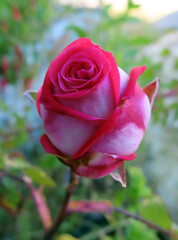 Rose rouge et blanche