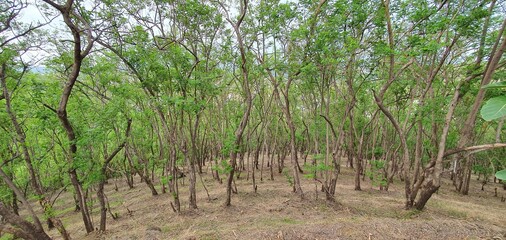 Trees on the mountain