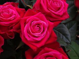 Rosen