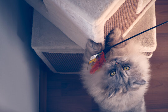 playing perser cat on a tree