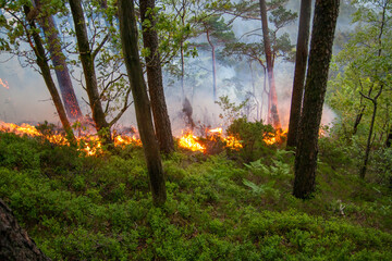Forest fire in pine and hardwood forest.