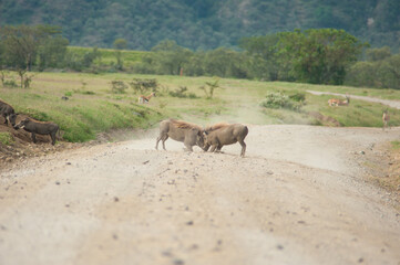 Two warthogs fighting