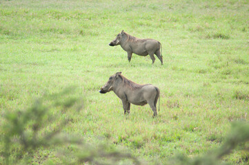 wild warthogs on the green grass