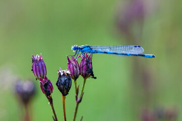 A blue dragonflye sitting on a lilac flower