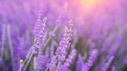 Beautiful blossoming lavender closeup background in soft violet color with selective focus, copy space for your text. Valensole lavender fields, Provence, France