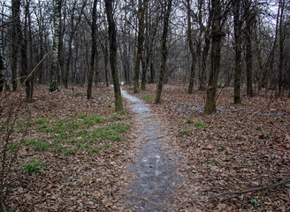 path through the forest in the snowless winter, Moscow