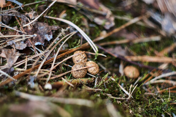 Beautiful green moss on the forest ground close up