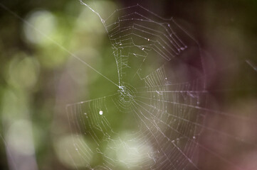 web in the forest. Blurred bokeh background closeup