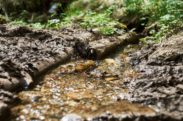 small forest stream on a Sunny day