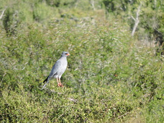 Southern Pale Chanting Goshawk perched on a branch
