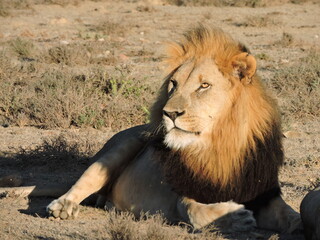 Beautiful Male Lion face close up
