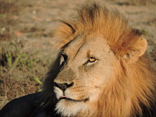 Beautiful Male Lion face close up