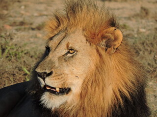 Plakat Beautiful Male Lion face close up