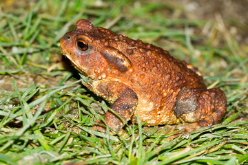Sapo común (Bufo spinosus) sobre la hierba en el Parque Nacional de Cabañeros, Toledo (España).