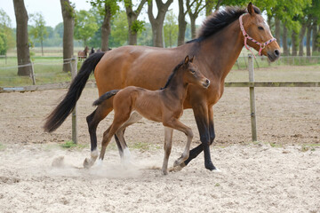 Fototapeta premium Little brown foal, trosts next to the mother, one week old, during the day with a countryside landscape