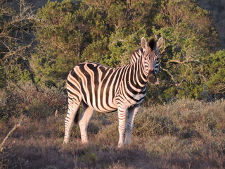 Zerbra side profile on the African Plains