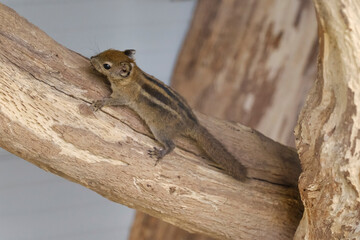 A striped rodents marmots chipmunks squirrel spotted on a tree trunk on hunting mood. Animal behavior themes. Focus on eye