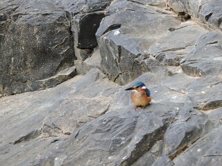 Malachite Kingfisher perched on a rock