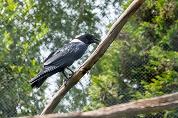 Pied Crow, Corvus albus, standing on the ground on a tree. Side view of adult bird against natural background