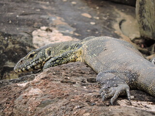 Water Monitor relaxing in the sun.