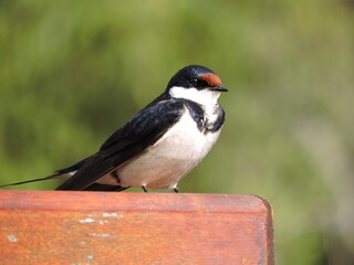 White throated swallow close up