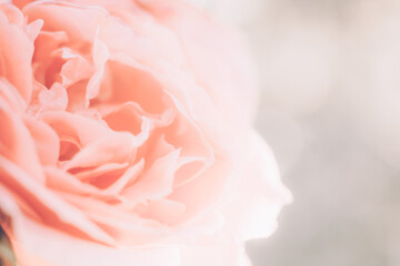 pastel pink rose flower open bud closeup