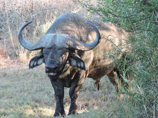 Big Buffalo bull. Face Close up