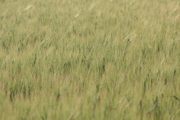 Obraz premium Weizenfeld