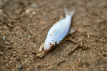 caught fish. catch. fishing as a hobby